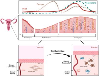 Molecular and Physiological Aspects of SARS-CoV-2 Infection in Women and Pregnancy